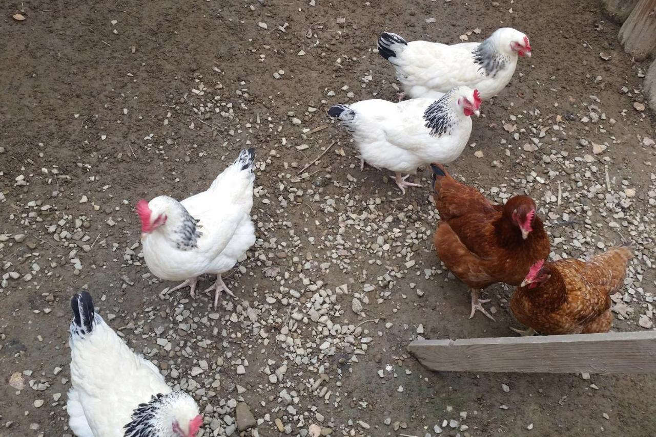 Osrodek Na Zakrecie Βίλα Ustrzyki Dolne Εξωτερικό φωτογραφία